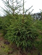 Sapins de Noël épicéa, Articles professionnels, Enlèvement