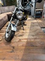HONDA DAX ( RÉPLIQUE), Motoren, Motoren | Honda, Particulier