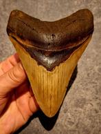 MEGALODON TAND USA	170	gr	12x9x2	cm, Verzamelen, Mineralen en Fossielen, Ophalen of Verzenden, Fossiel