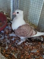 3 sierduifjes, Dieren en Toebehoren, Vogels | Duiven