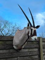 Opgezette kop oryx, Antiek en Kunst, Curiosa en Brocante, Ophalen of Verzenden