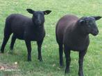 Laatste lammeren bokken en ooikes ook, Dieren en Toebehoren, Schapen, Geiten en Varkens