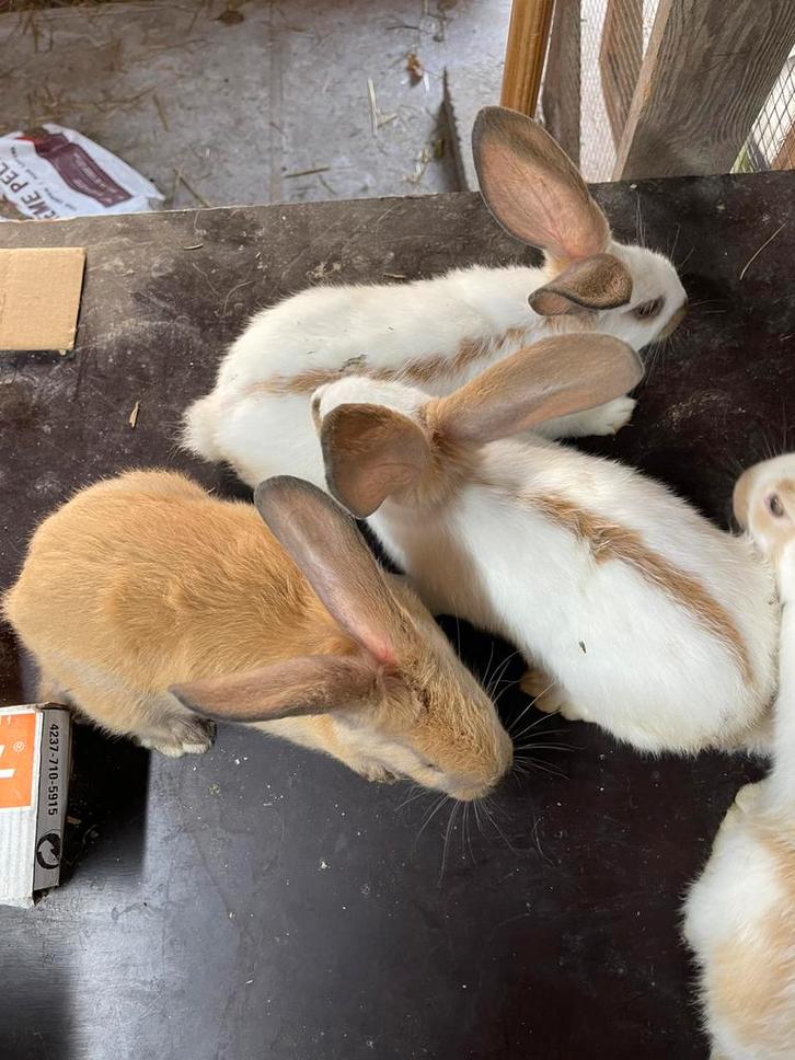 Groot lotharinger - 7 stuks, Dieren en Toebehoren, Konijnen, Groot