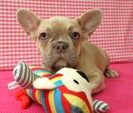 Super mooie Franse bulldog pups!, Dieren en Toebehoren, 15 weken tot 1 jaar, Buitenland, CDV (hondenziekte), Bulldog