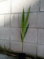 Crocosmia 'Lucifer', Vaste plant, Ophalen