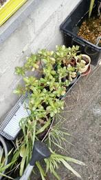 crassula te koop, Huis en Inrichting, Kamerplanten, Ophalen, Vetplant, Halfschaduw, Minder dan 100 cm