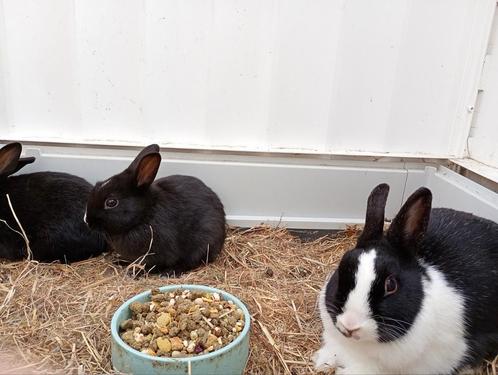 Konijnen te koop, Dieren en Toebehoren, Konijnen