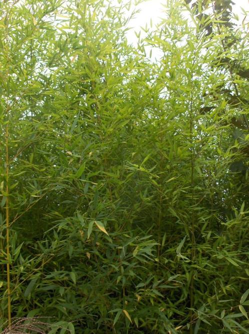 Bamboe Phyllostachys aurea, Tuin en Terras, Planten | Tuinplanten, Vaste plant, Overige soorten, Ophalen