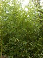 Bambou Phyllostachys aurea, Enlèvement, Autres espèces, Plante fixe