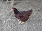 kippen : Goudbrakel, Vorwerk, Araucana, Rhode Island Red, Dieren en Toebehoren, Pluimvee, Vrouwelijk, Kip