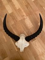 Jachttrofee - Antilopenhoorns, Verzamelen, Dierenverzamelingen, Zo goed als nieuw, Gewei of Kop