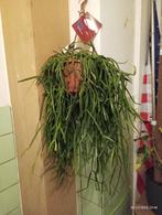 RIPHSALIS groene plantensuspensie voor binnen, Huis en Inrichting, Kamerplanten, Ophalen, Vetplant, Halfschaduw, In pot