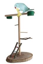 Aire de Jeux Jouet pour Oiseaux Terrain de Jeu pour Perroquet Accessoire de  Cage pour Cacatoès avec Mangeoires échelle Balanoire Plateau pour