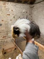 2 Peruviaanse cavia beertjes, Dieren en Toebehoren, Knaagdieren, Cavia, April, Mannelijk, Tam