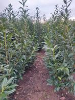 Laurier cerise caucasica - plante de haie vertes, Enlèvement, Laurier, Haie, 100 à 250 cm