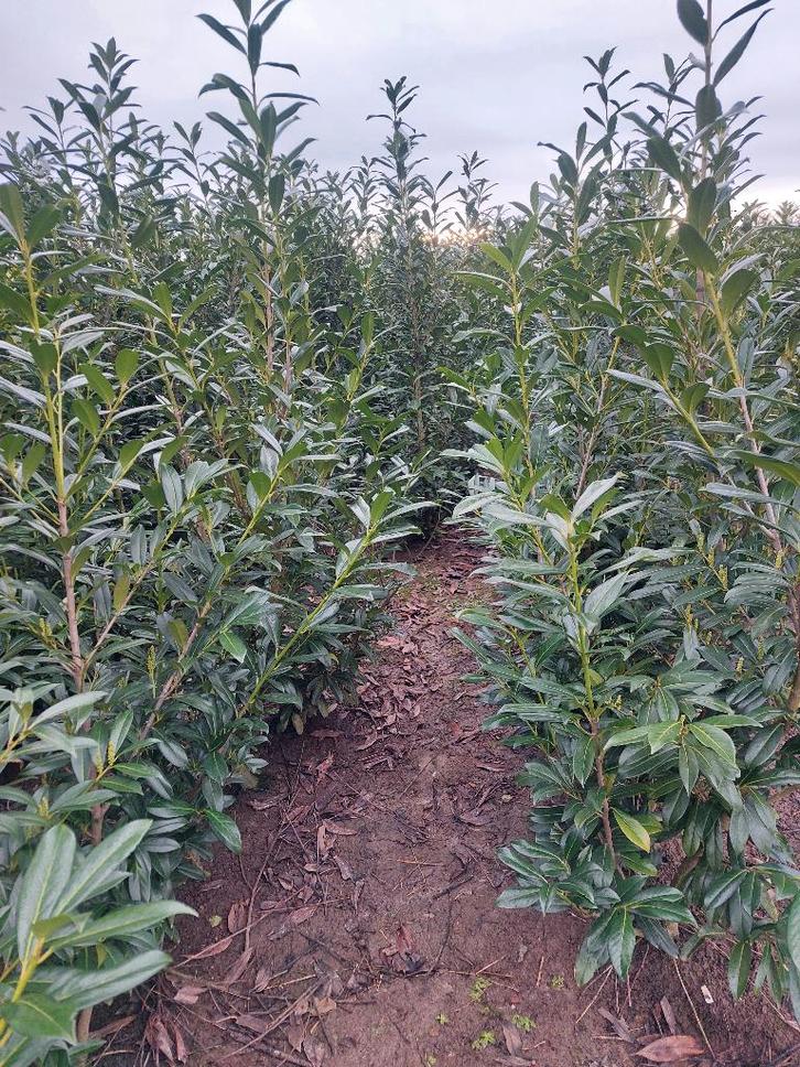 Laurier cerise caucasica - plante de haie vertes, Jardin & Terrasse, Plantes | Arbustes & Haies, Haie, Laurier, 100 à 250 cm, Enlèvement