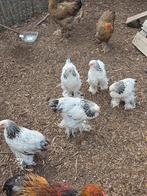 Brahma kuikens columbia, Dieren en Toebehoren