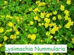 Lysimachia Nummularia of penningkruid, Plein soleil, Enlèvement, Couvre-sol, Été
