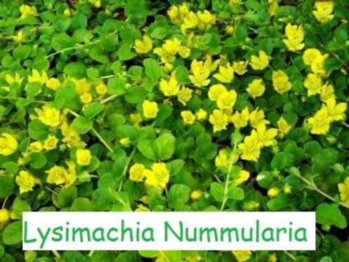 Lysimachia Nummularia of penningkruid, Tuin en Terras, Planten | Tuinplanten, Vaste plant, Bodembedekkers, Volle zon, Zomer, Ophalen