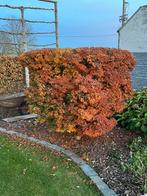 Acer - Erable du Japon, Enlèvement, Automne