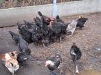 Legkippen marans, Kip