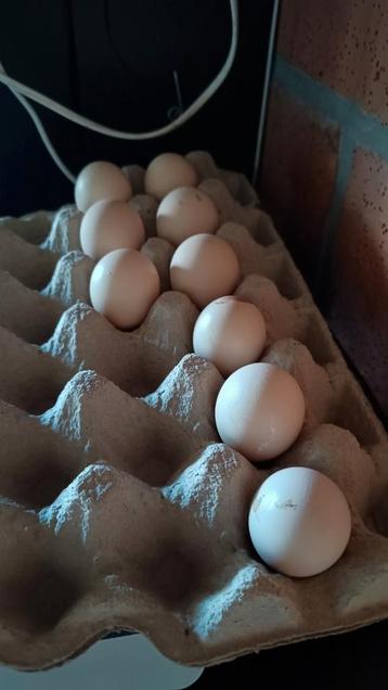 Broedeieren USA zijdehoenders te koop beschikbaar voor biedingen