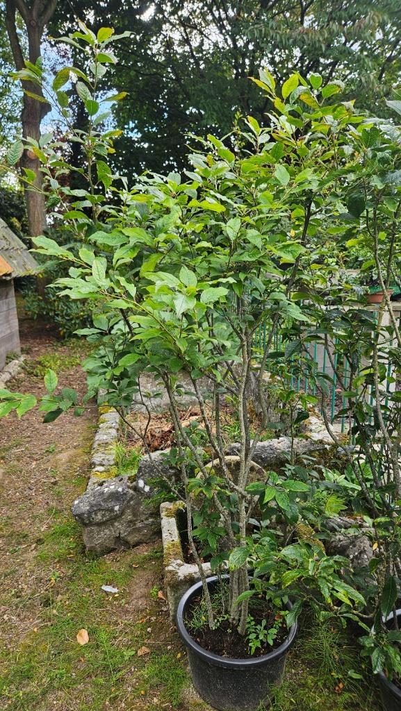 Ilex serrata mannelijk voor Bonsai, Tuin en Terras, Planten | Bomen, Ophalen