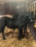 2 mooie Friese veulens, Dieren en Toebehoren, Paarden