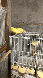 Deux canaris Lancshair à vendre, chacun à 70€, prêt pour kw