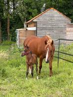 D pony, Dieren en Toebehoren, Pony's, Merrie, D pony (1.37m tot 1.48m), Springpony, 11 jaar of ouder