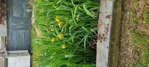 Gele iris, Tuin en Terras, Bloembakken en Plantenbakken, Zo goed als nieuw, Ophalen