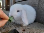 Het aller liefste konijntje!, Animaux & Accessoires, Lapins
