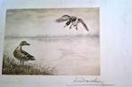 Gravure Ets tekening Léon Danchin Eenden, Verzenden