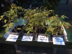Tomatenplantjes, Tuin en Terras, Planten | Tuinplanten, Ophalen of Verzenden