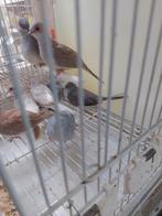 Lot van 14 diamantduifjes, Dieren en Toebehoren, Vogels | Kanaries, Meerdere dieren, Bastaard