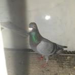 Duiven, Dieren en Toebehoren, Meerdere dieren, Postduif