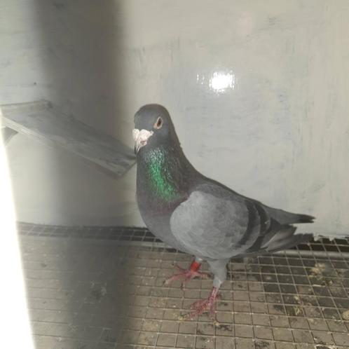 Duiven, Dieren en Toebehoren, Vogels | Duiven, Postduif, Meerdere dieren