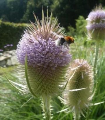 Biologische Grote Kaardebol Zaden beschikbaar voor biedingen