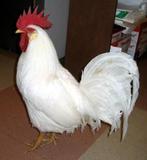 2 witte jonge hanen, Dieren en Toebehoren, Pluimvee, Mannelijk, Kip