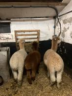 Alpaca hengsten, Dieren en Toebehoren
