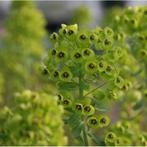 stekjes van wolfsmelk-euphorbia- rechte vaste plant 5€, Tuin en Terras, Planten | Tuinplanten, Ophalen, Vaste plant