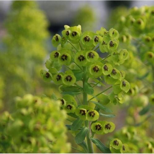 stekjes van wolfsmelk-euphorbia- rechte vaste plant 5€, Tuin en Terras, Planten | Tuinplanten, Vaste plant, Ophalen