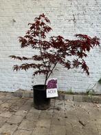 Acer palmatum, Jardin & Terrasse, Plantes | Arbres, Enlèvement ou Envoi