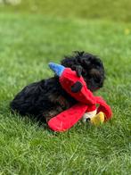 Lhasa apso pups reutjes, België, Overige rassen, CDV (hondenziekte), 8 tot 15 weken