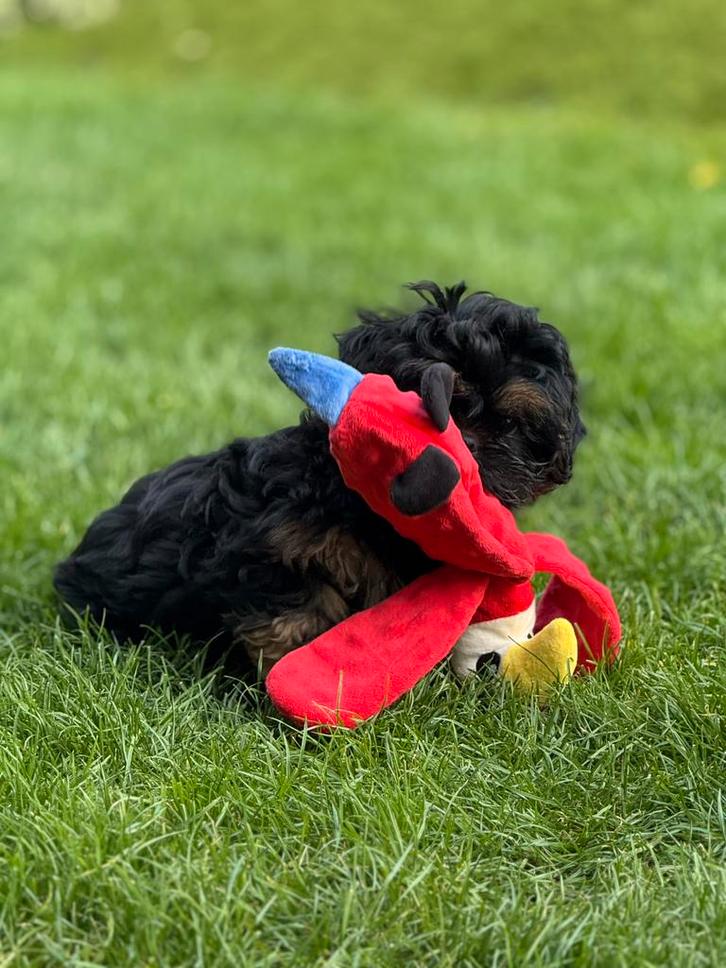 Lhasa apso pups reutjes, Dieren en Toebehoren, Honden | Chihuahua's en Gezelschapshonden, Meerdere dieren, Overige rassen, Fokker | Professioneel