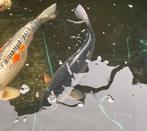 koi's, Karper of Koi