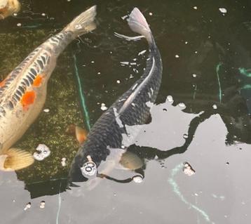 koi's, Carpe ou Koï