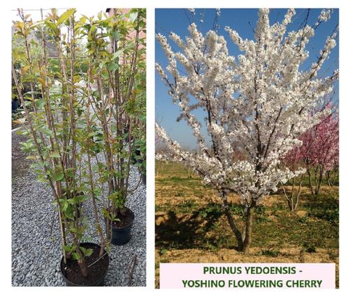 MULTIPLES TIGES PRUNUS YEDOENSIS  YOSHINO CERISIERS À FLEURS, Jardin & Terrasse, Plantes | Jardin, Plante fixe, Autres espèces