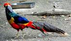 Rode goudfazant x lady amherst, Dieren en Toebehoren, Vogels | Overige Vogels, Tropenvogel, Geringd