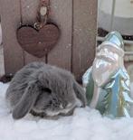 Franse hangoor nestje, Oreilles tombantes